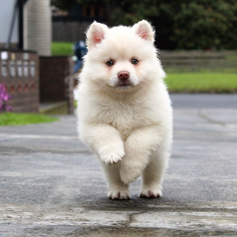a small white dog running on concrete