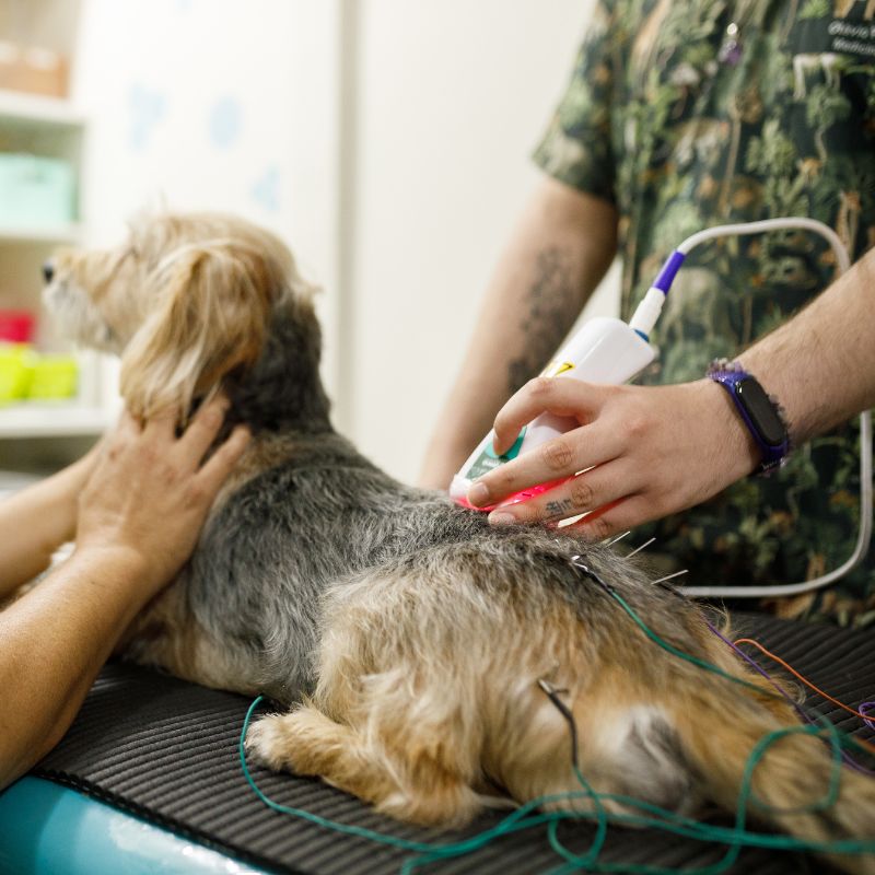 dog getting acupuncture