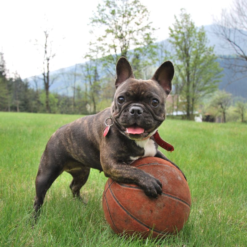 a dog holding a basketball