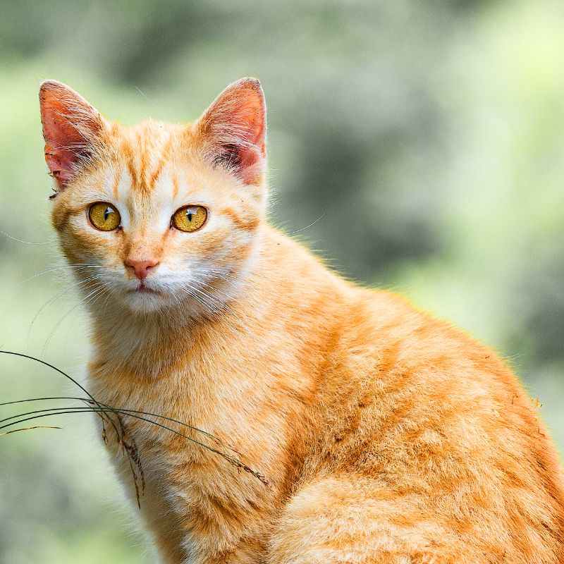 a red mackerel tabby cat looking at the camera with green background