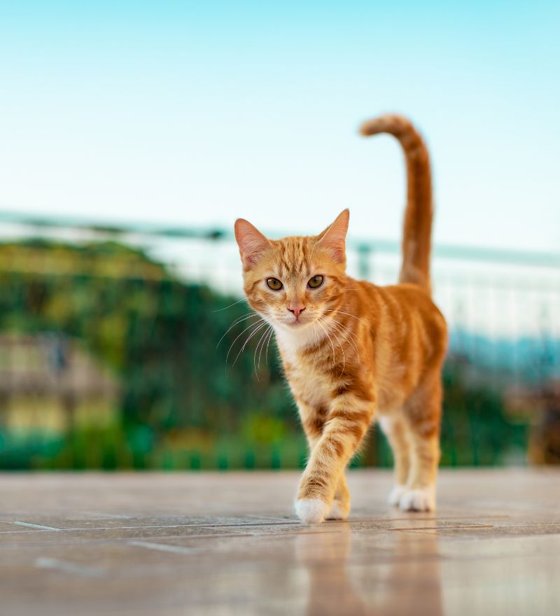 a cat walking on a tile surface