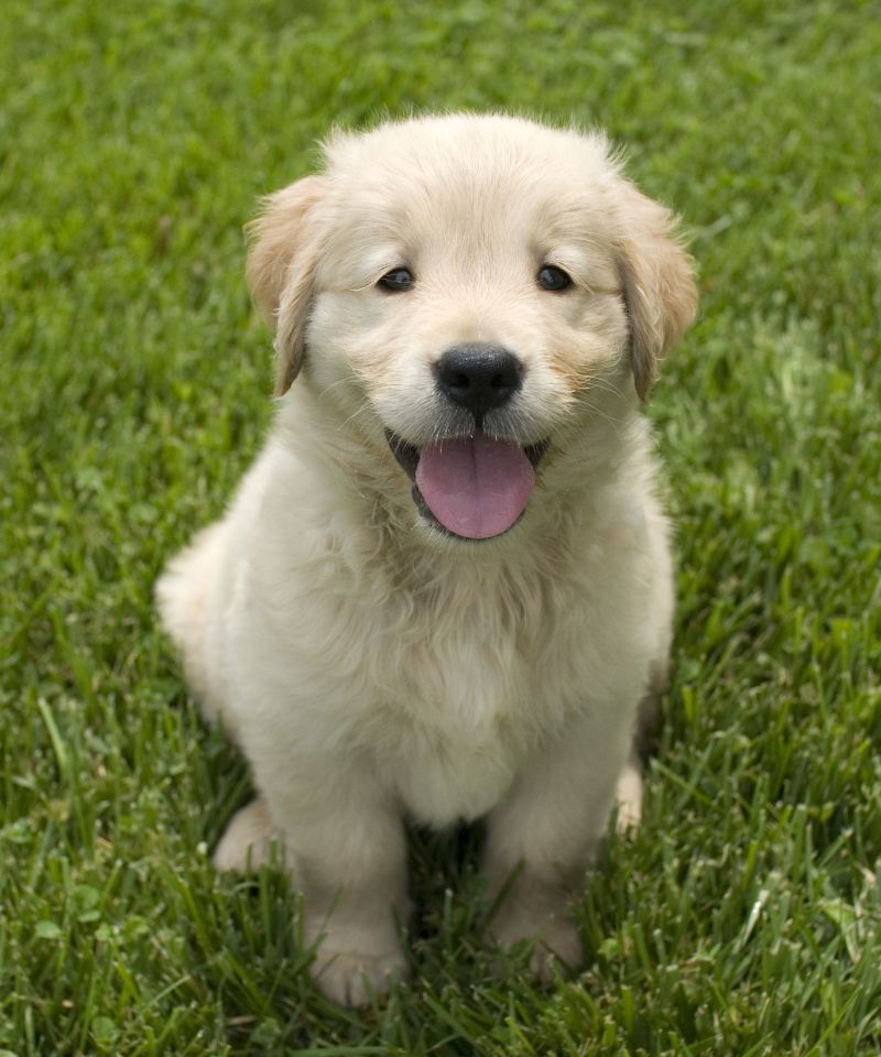 a puppy sitting in the grass