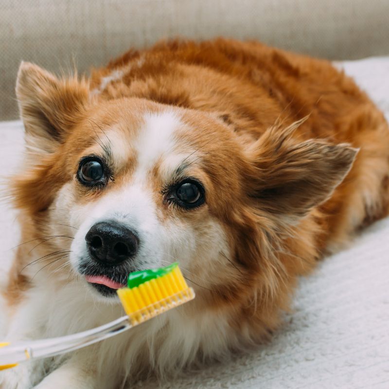 dog looking at toothbrush
