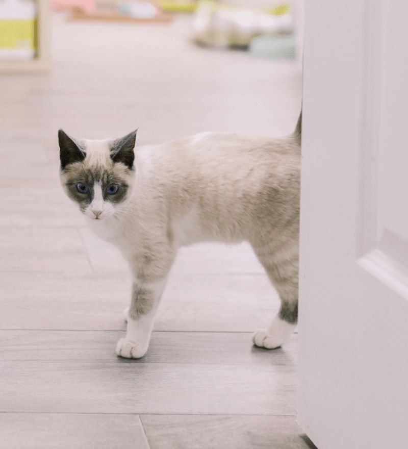 a cat standing on a wood floor