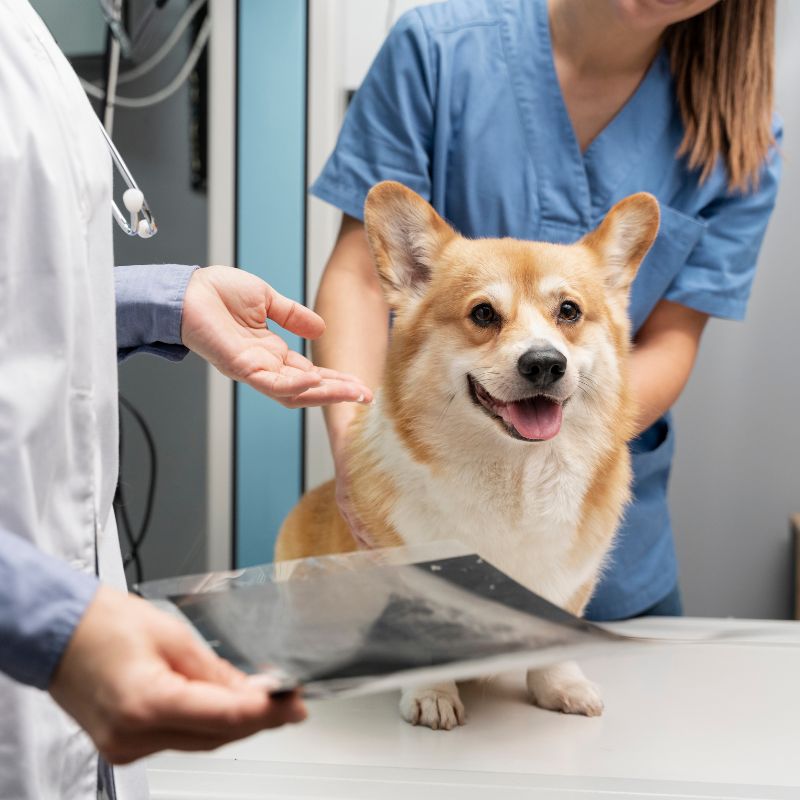 a dog standing on a table with a veterinarian and staff member