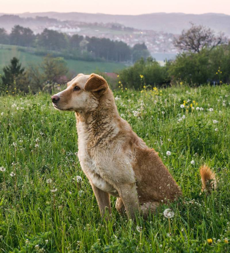 dog sitting in green grass in valley
