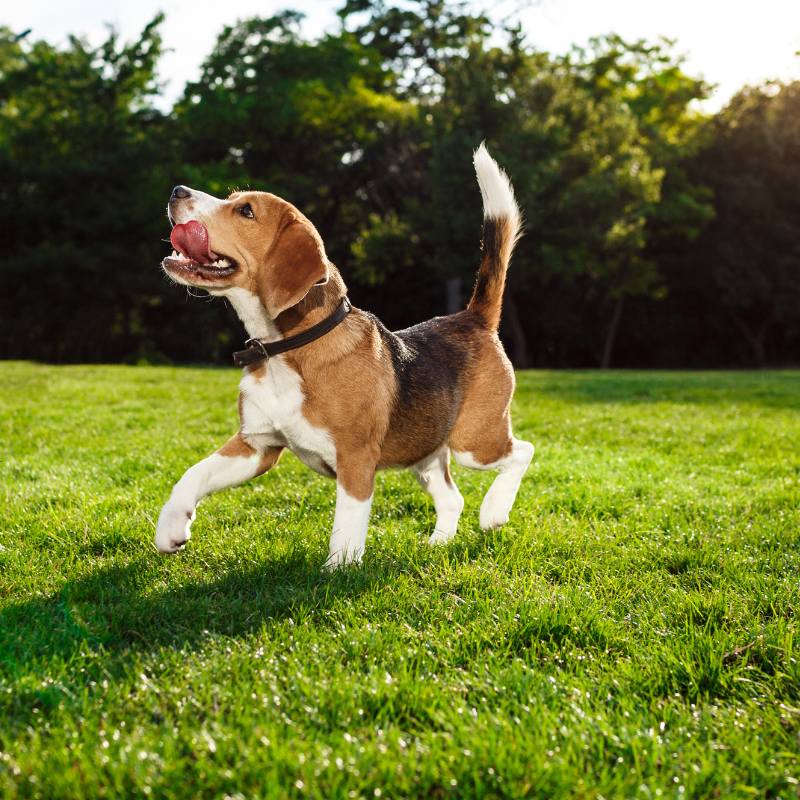 funny happy beagle dog walking, playing in park