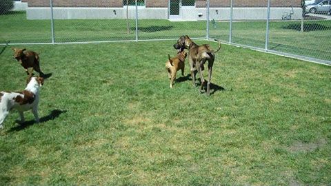 dogs playing area