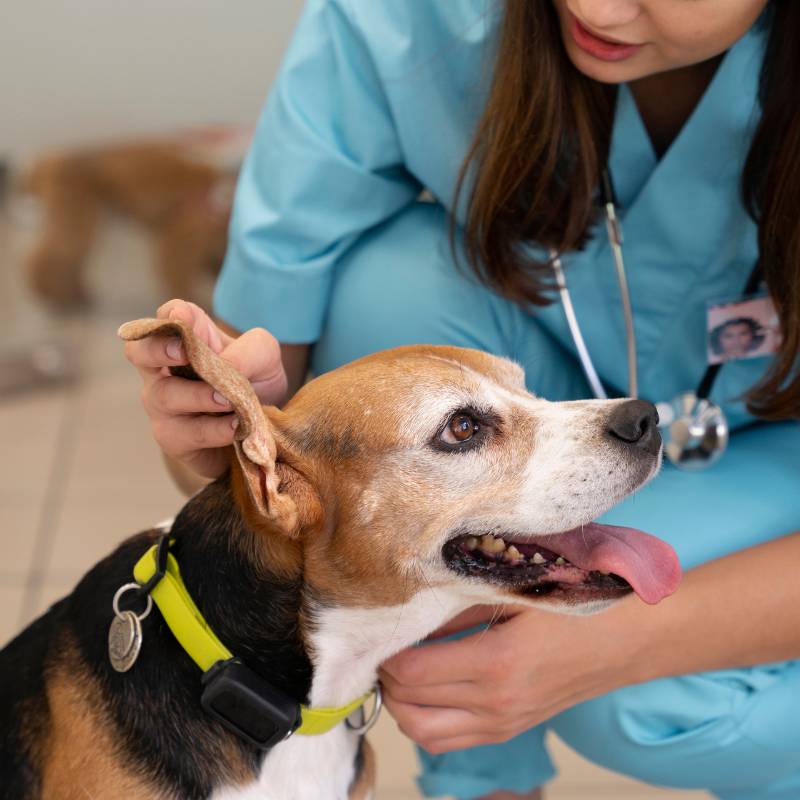 a veterinarian wearing scrubs and a stethoscope holding a dog's ears