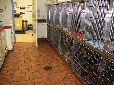 kennels cages