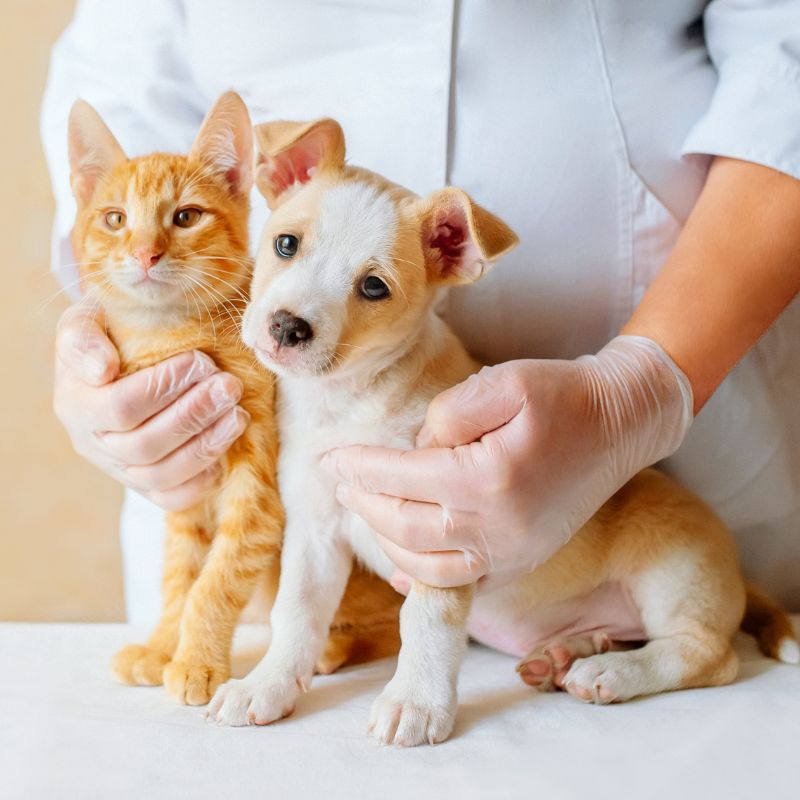 veterinarian holding in his hands a cat and puppy on a table