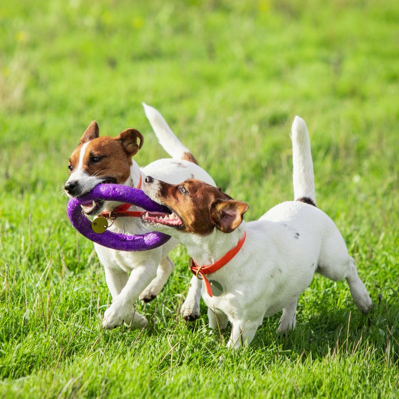 two dogs running and playing with ring in the grass
