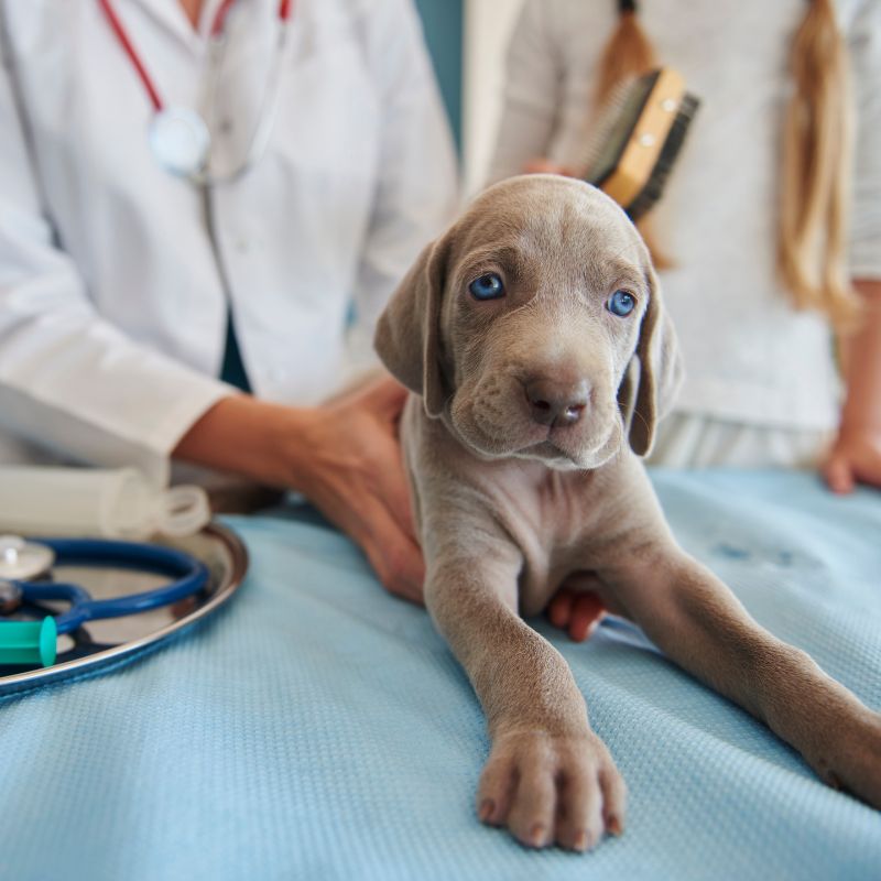 a puppy lying on a table being examined by a doctor