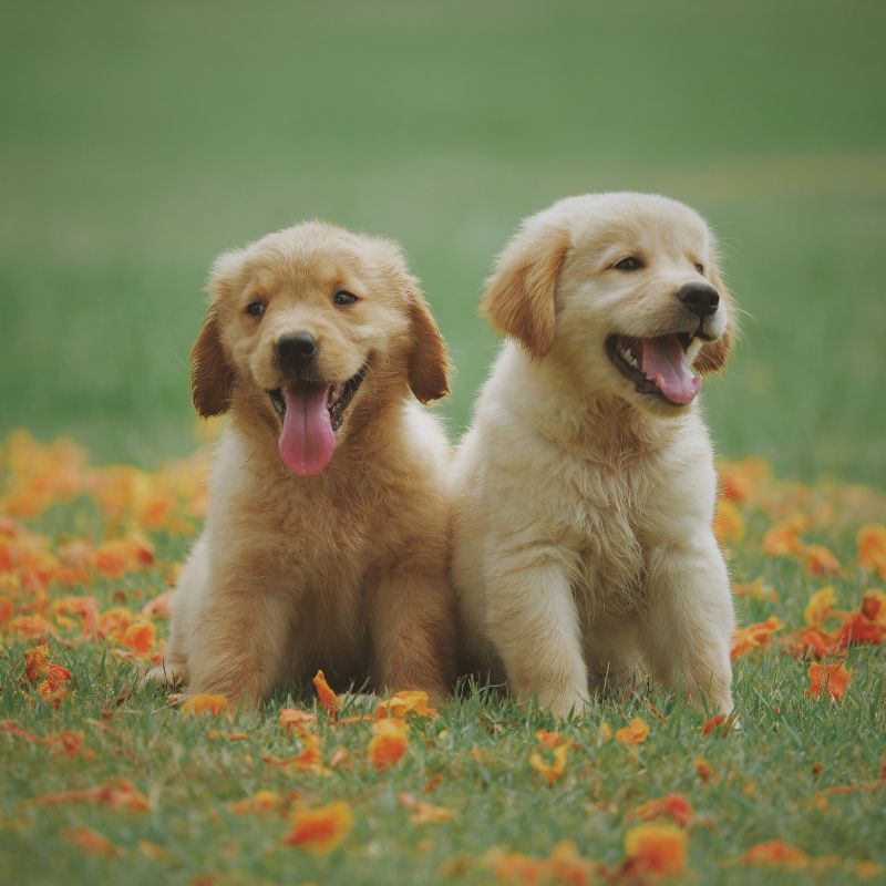 two puppies sitting in grass