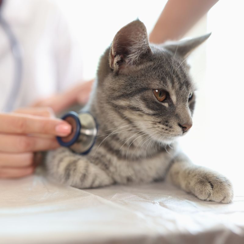 a veterinarian examining cat with stethoscope