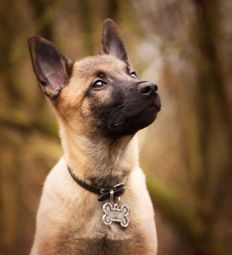 a dog wearing a dog bone collar