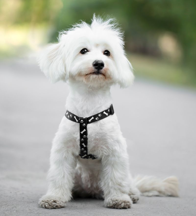 a white dog with a black harness sitting on the ground outdoor