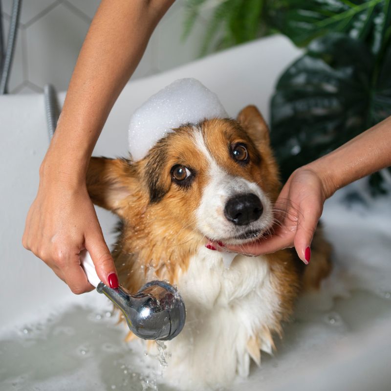a dog getting bath in the bathing tub