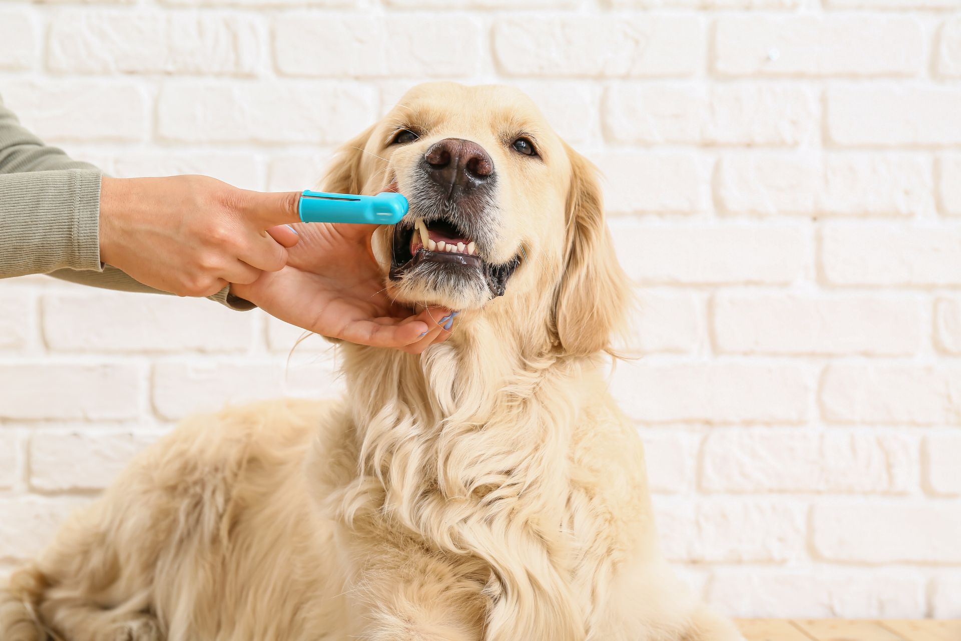 person brushing the teeth of a dog