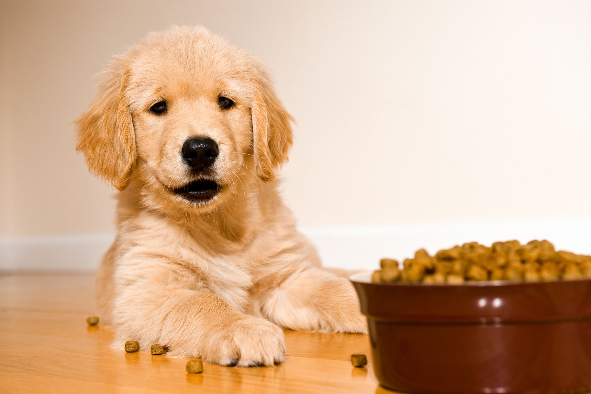 Dog looking at a bowl with pet food
